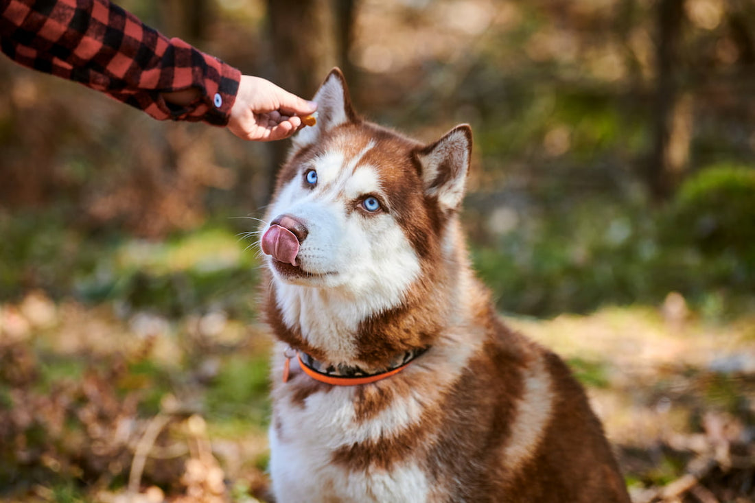 Elige el arnés adecuado para tu mascota