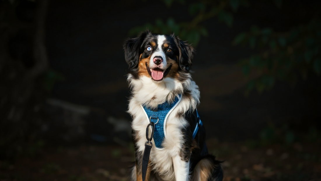 Paseos seguros de noche con arneses reflectantes