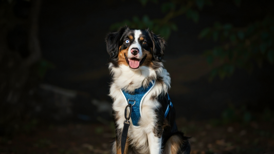 Paseos seguros de noche con arneses reflectantes